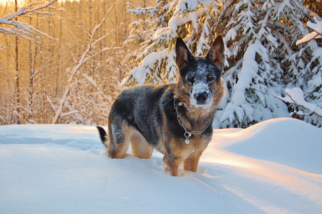 Обои картинки фото животные, собаки, зима, взгляд, друг, снег, собака