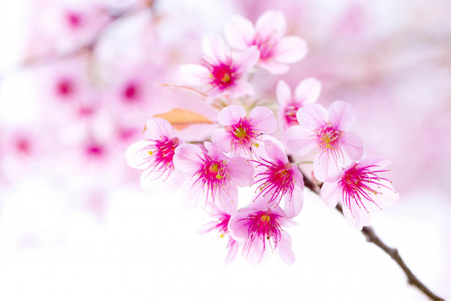 Обои картинки фото цветы, сакура,  вишня, вишня, дерево, цветение, весна