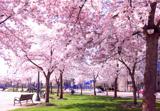 Обои картинки фото природа, парк, сакура, аллея, вишня, дерево, цветение, весна