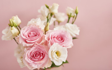 обоя цветы, букеты,  композиции, фон, розовый, розы, букет, эустома