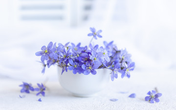 Картинка цветы букеты +композиции нежный букет весна ваза печеночника