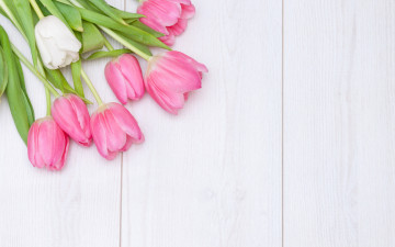 обоя цветы, тюльпаны, белый, фон, розовые