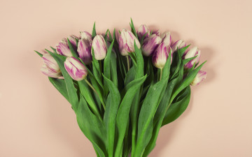 Картинка цветы тюльпаны фон розовый букет красивые