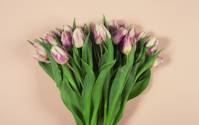 Обои картинки фото цветы, тюльпаны, фон, розовый, букет, красивые