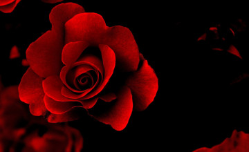 обоя цветы, розы, красные