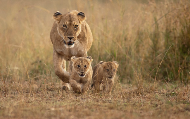 Обои картинки фото животные, львы, детеныши, львица, природа