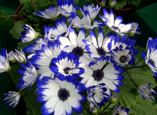 обоя цветы, цинерария, бело-синий