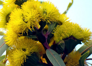 Картинка эвкалипт цветы цветущие деревья кустарники пушистый желтый