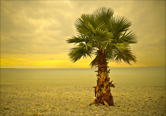 Картинка ницца природа деревья пальма море дерево пляж