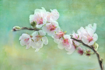 Картинка цветы цветущие деревья кустарники цветение ветка текстура весна