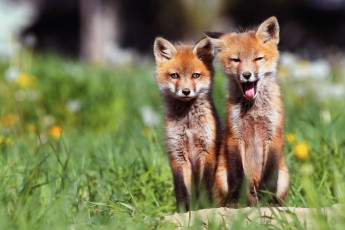 Картинка животные лисы лисята лисички-сестрички