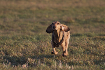 Картинка животные собаки собака трава настроение поле бег