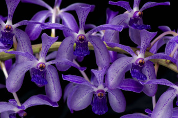 Картинка цветы орхидеи экзотика фиолетовый ветка