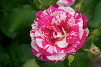 Картинка цветы розы лепестки пестрый