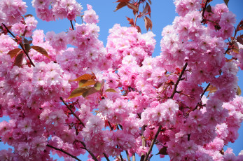 Картинка цветы сакура вишня розовый весна цветение ветки