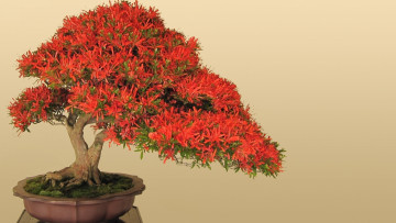 Картинка природа деревья бонсай дерево листочки красное горшок