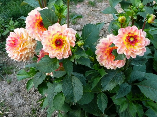 Обои картинки фото цветы, георгины