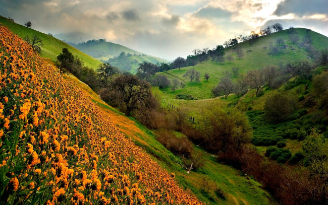 Обои картинки фото природа, горы, цветы, поле, холмы, пейзаж, деревья