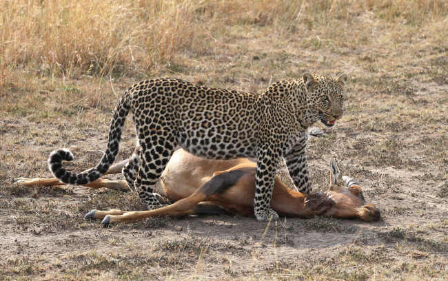 Обои картинки фото животные, леопарды, жертва, антилопа, добыча