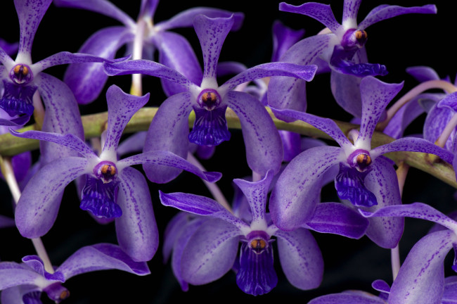 Обои картинки фото цветы, орхидеи, экзотика, фиолетовый, ветка