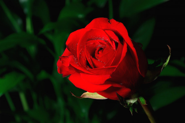 Обои картинки фото цветы, розы, капли, бутон, красный