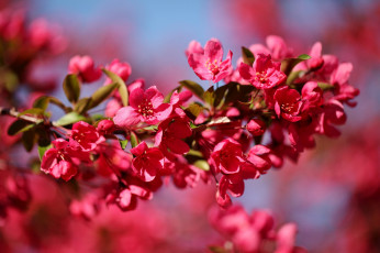 Картинка цветы цветущие деревья кустарники ветка весна розовый