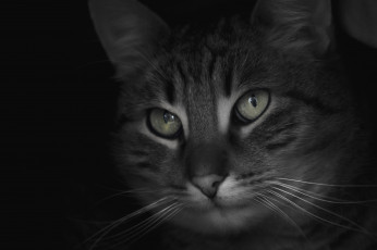 Картинка животные коты мордочка