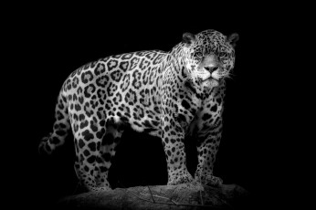 Картинка животные Ягуары мощь хищник