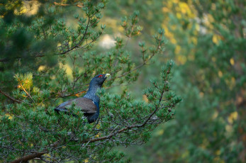 Картинка животные глухари тетерева фазаны тетерев деревья