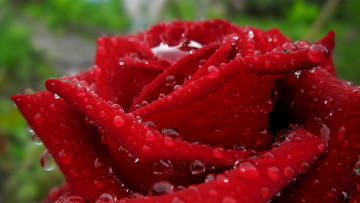 Картинка цветы розы бутон макро капли красный