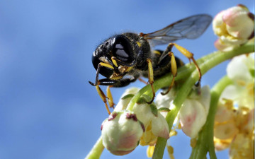 Картинка животные пчелы осы шмели цветок насекомое оса