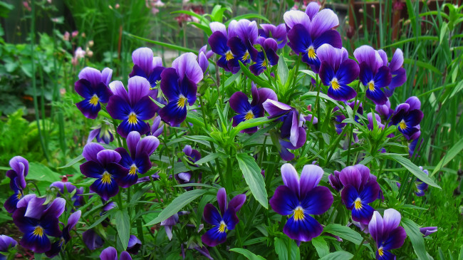 Обои картинки фото цветы, анютины, глазки, садовые, фиалки, фиалка, фиолетовый