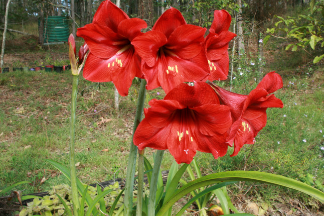 Обои картинки фото цветы, амариллисы, гиппеаструмы, hippeastrum