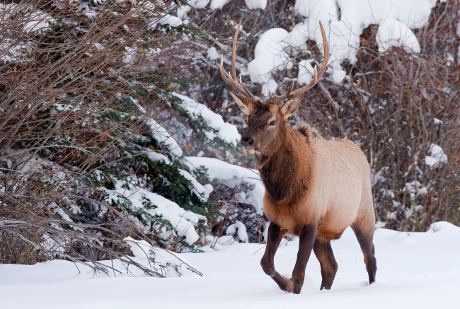 Обои картинки фото животные, олени, рога, снег