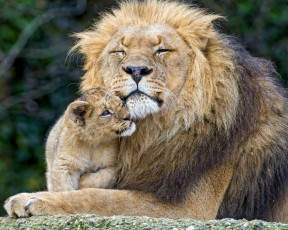 обоя животные, львы, любовь, сын, отец