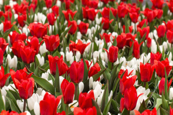 Картинка цветы разные+вместе крокусы тюльпаны