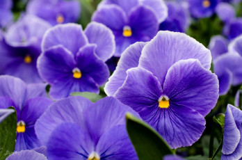 Картинка цветы анютины+глазки+ садовые+фиалки фиолетовый