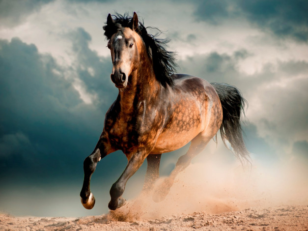 Обои картинки фото животные, лошади, галоп, пустыня, скакун, мустанг, конь