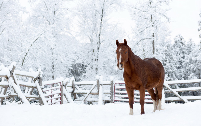 Обои картинки фото животные, лошади, природа, снег, конь