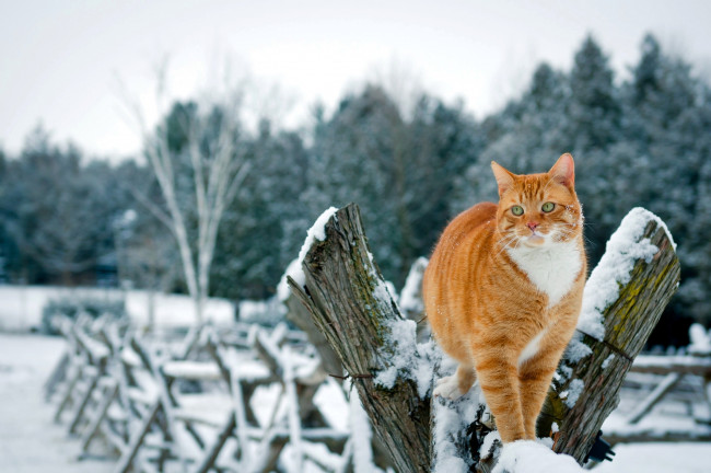 Обои картинки фото животные, коты, деревья, природа, зима, кот, рыжий, кошка, забор, снег