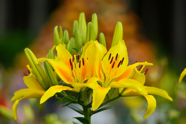 Обои картинки фото цветы, лилии,  лилейники, желтый