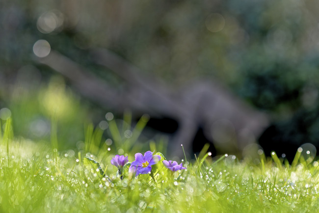 Обои картинки фото цветы, примулы, весна, блики, сиреневые, трава, капли, роса