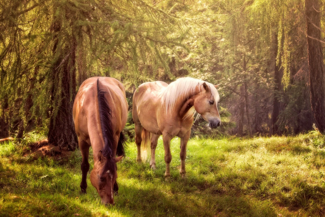 Обои картинки фото животные, лошади, деревья, зеленая, трава, лес, кони, природа