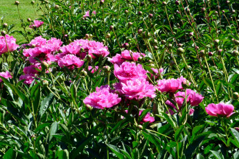 Картинка цветы пионы розовый бутоны много