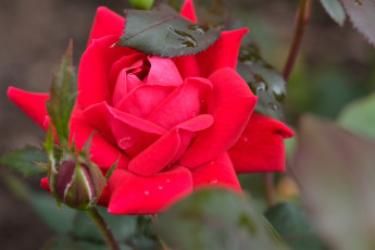 Картинка цветы розы бутон капли
