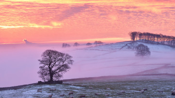 Картинка животные овцы +бараны зима туман утро