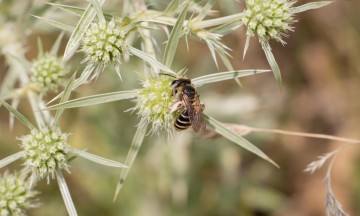 Картинка животные пчелы +осы +шмели насекомое
