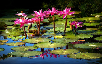 Картинка цветы лилии+водяные +нимфеи +кувшинки водоем бутоны листья