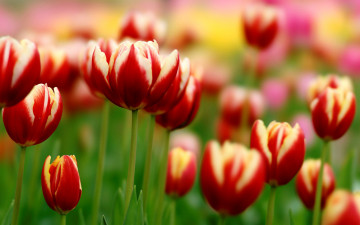 Картинка цветы тюльпаны красные поле