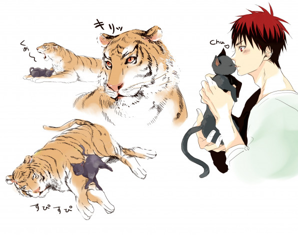 Обои картинки фото аниме, kuroko no baske, кот, тигр, кагами, тайга